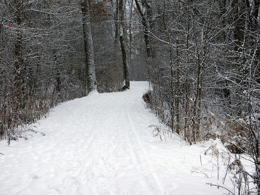 Winter Trail II Photograph by Corinne Elizabeth Cowherd