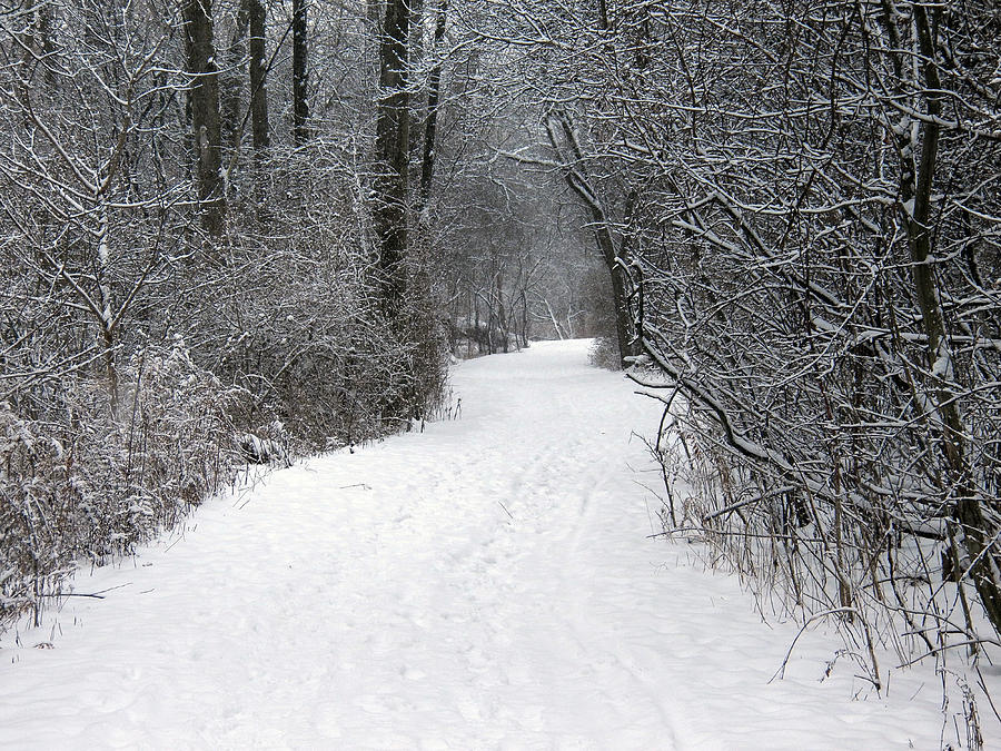 Winter Trail III Photograph by Corinne Elizabeth Cowherd