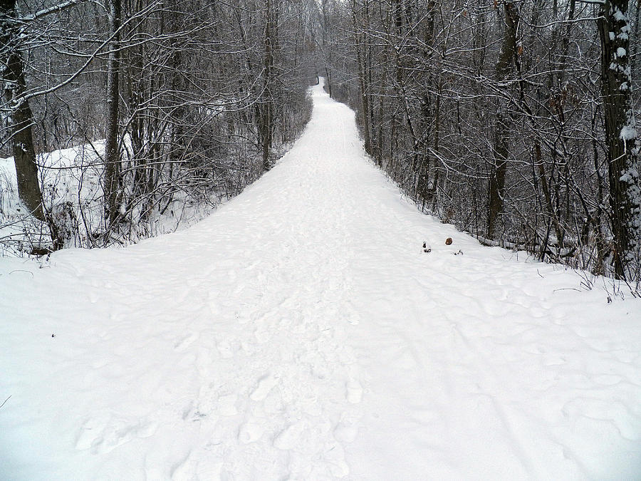 Winter Trail IV Photograph by Corinne Elizabeth Cowherd
