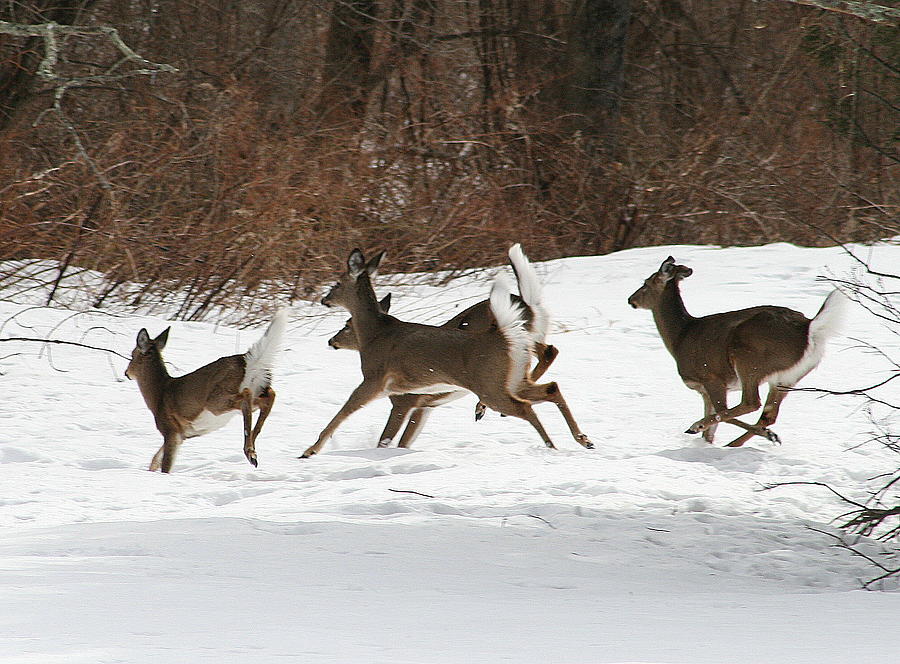 Deer Photograph - White Tailed Deer Winter Travel by Neal Eslinger