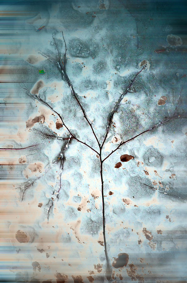 Winter Tree Abstract Photograph by Beth Sawickie