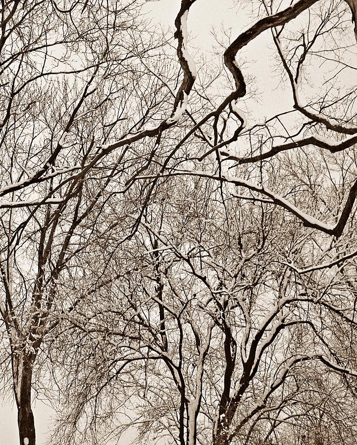 Winter Tree Abstract  Photograph by Chris Berry