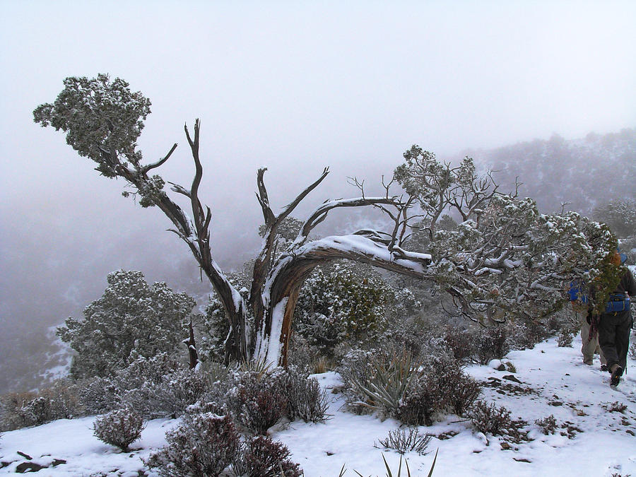 Winter Tree Photograph by Alan Socolik