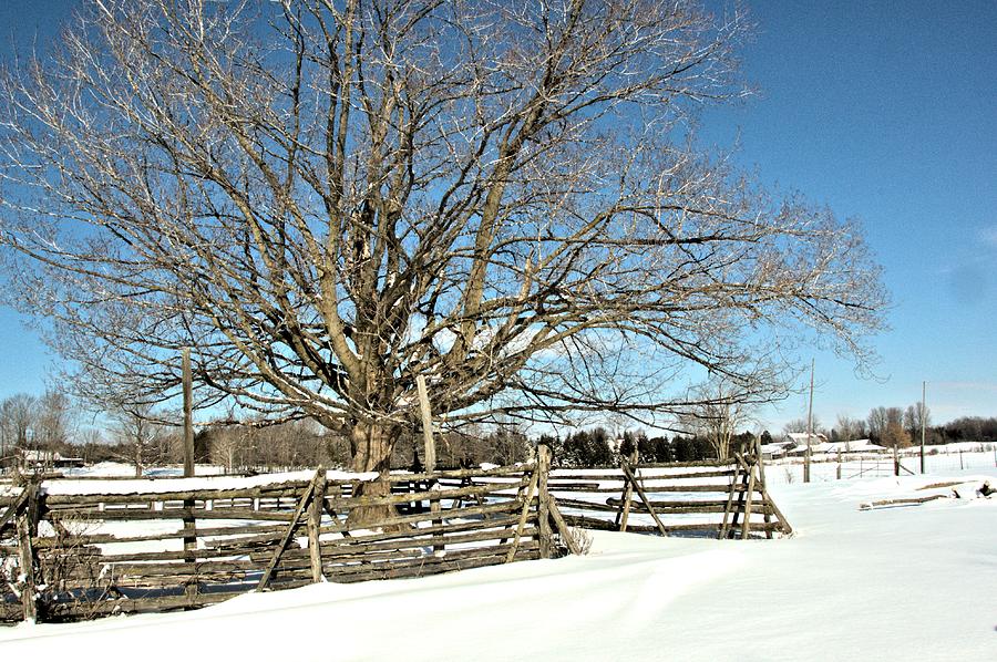 Winter Photograph - Winter Tree and Fence by Valerie Kirkwood