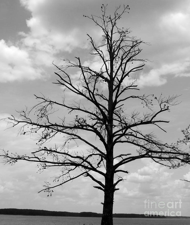 Winter tree Photograph by Andrea Anderegg