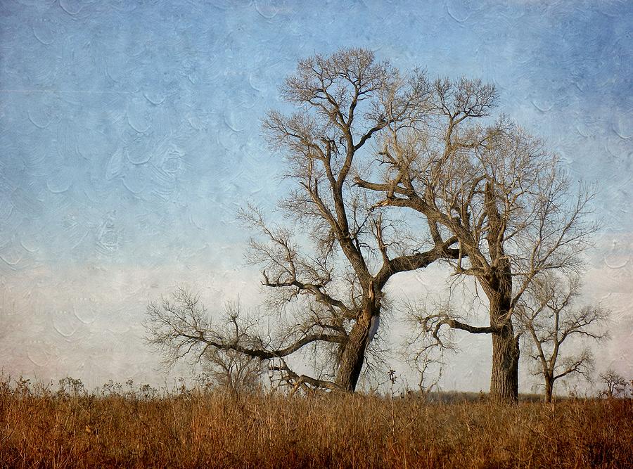 Winter Trees Photograph by Annie Adkins