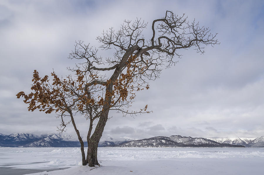 Winter Tree At Lake Kussharo, Japan Photograph by John Shaw
