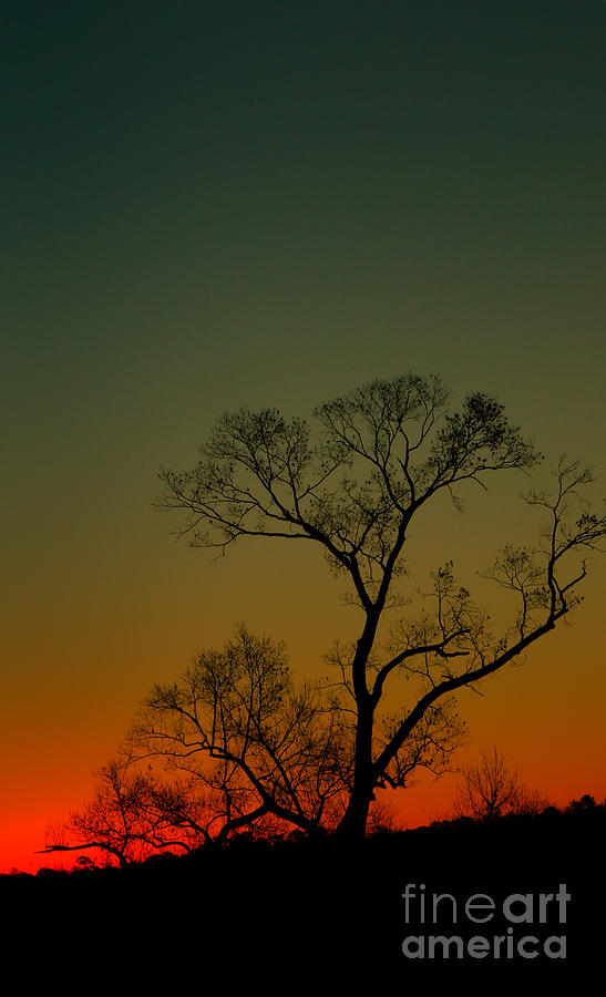 Winter Tree at Sunset Photograph by Dave Bosse