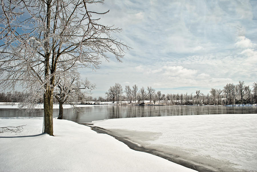 Winter Tree at the Park 2 Photograph by Greg Jackson