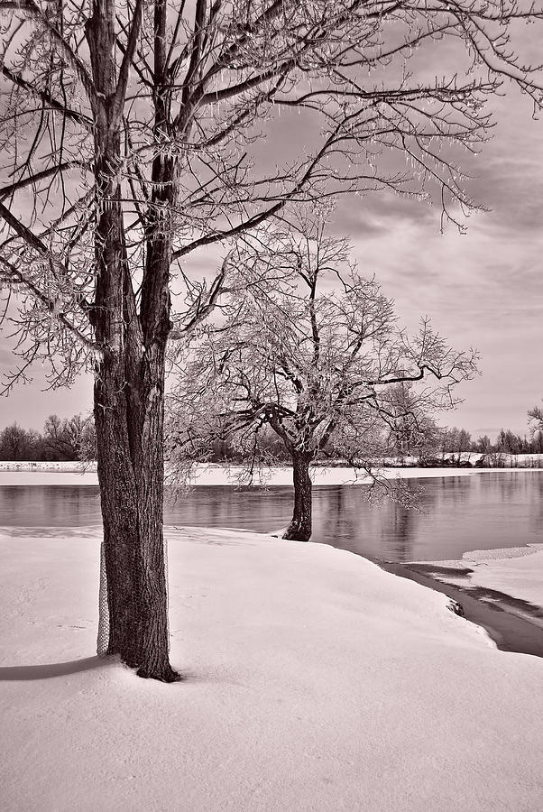 Winter Tree at the Park 3 b/w Photograph by Greg Jackson