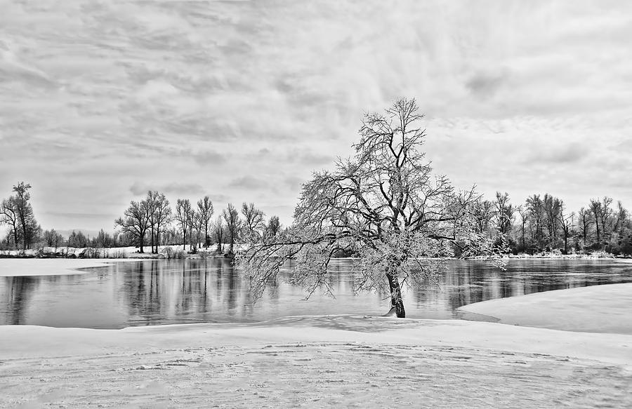Winter Tree at the Park 5 b/w Photograph by Greg Jackson