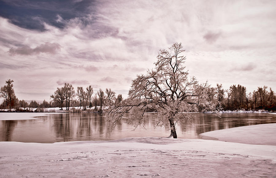 Winter Tree at the Park 5T Photograph by Greg Jackson