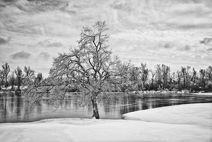 Winter Tree at the Park  b/w Photograph by Greg Jackson