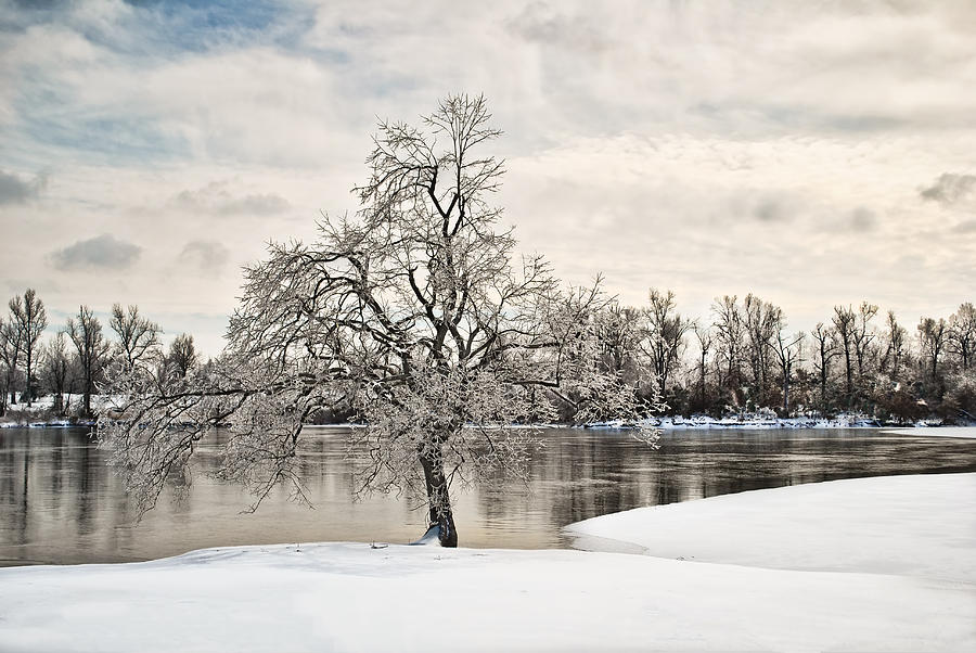 Winter Tree at the Park Photograph by Greg Jackson