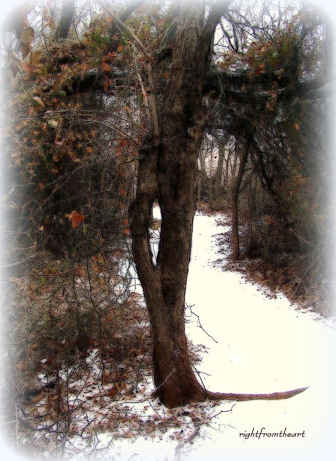 Impressionism Photograph - Tree With Ice by Bob and Kathy Frank