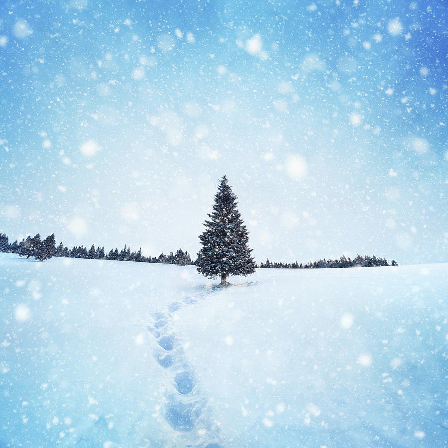 Winter Tree Photograph by Borchee