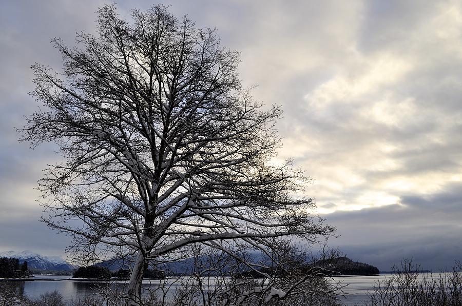 Winter Tree Photograph by Cathy Mahnke