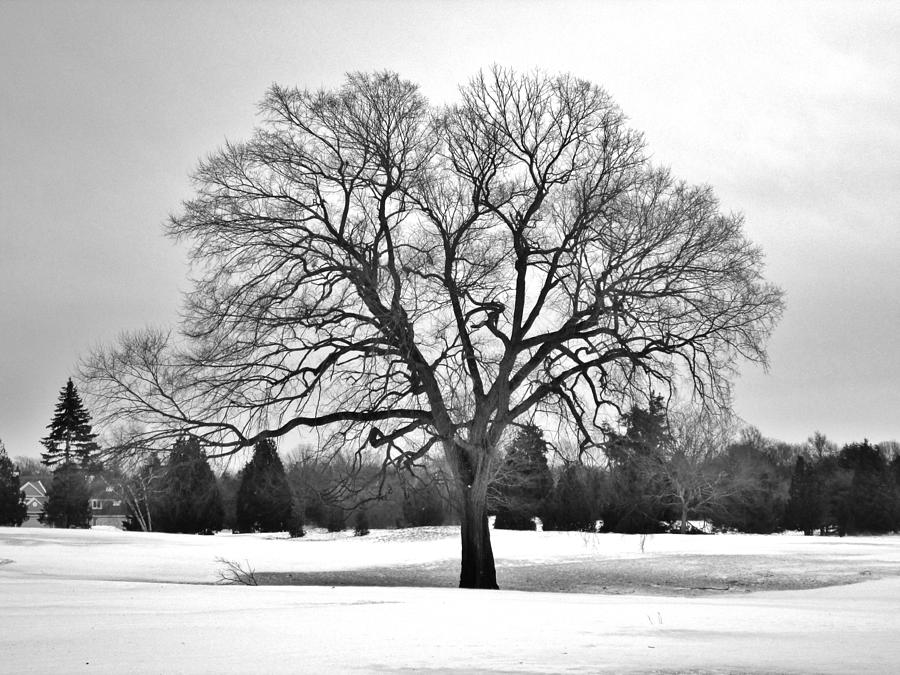 Winter Photograph - Winter Tree by CJ Rhilinger