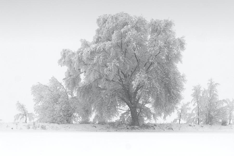 Winter Tree Photograph by David Andersen