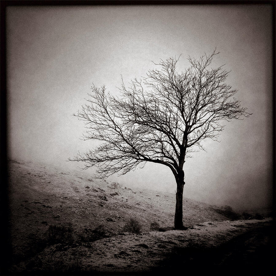 Winter Tree Photograph by Dave Bowman - Fine Art America