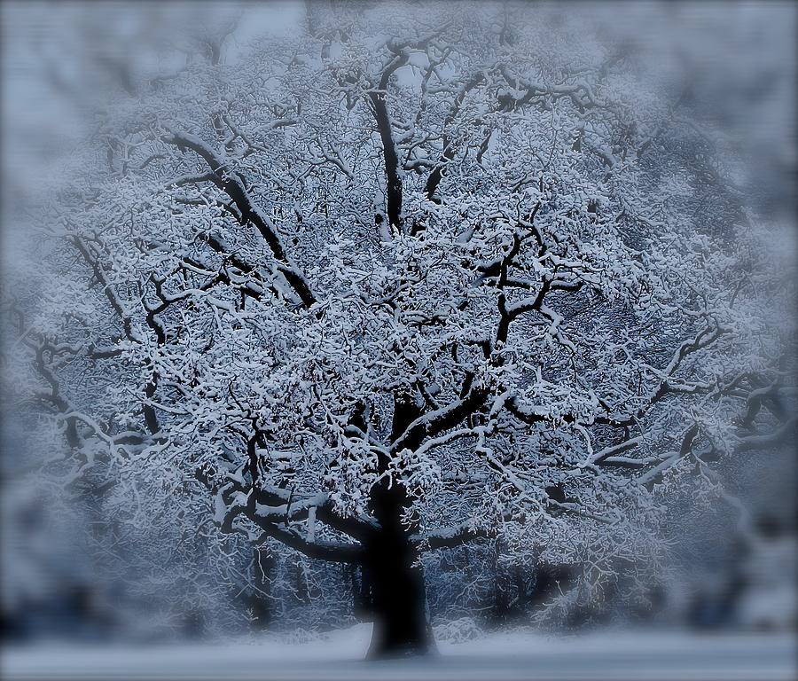 Winter Tree Photograph by David  Hubbs