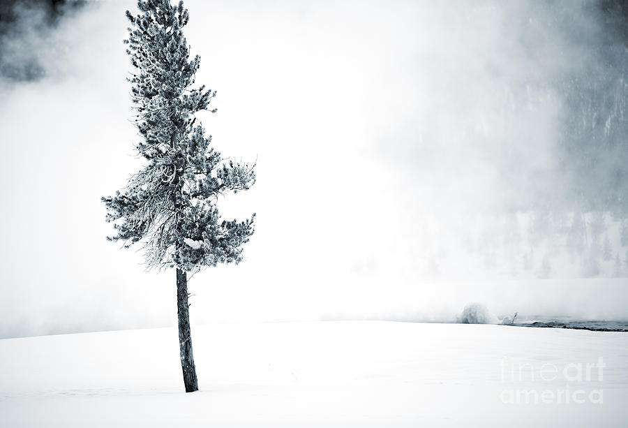 Winter Tree Photograph by David Lichtneker