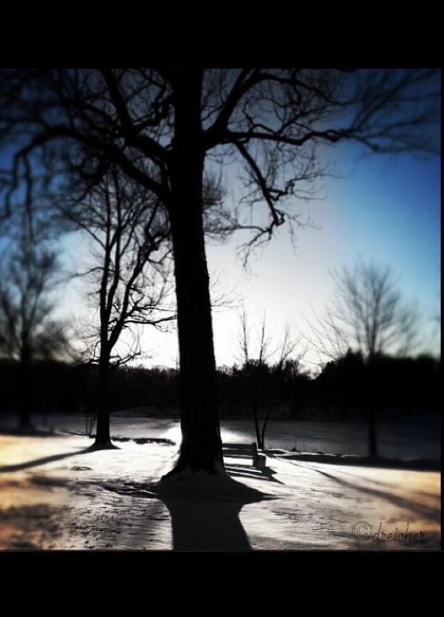 Winter Photograph - Winter Tree by Denise Reicher
