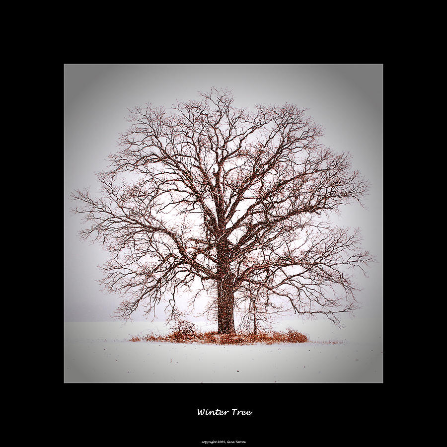 Winter Tree Photograph by Gene Tatroe