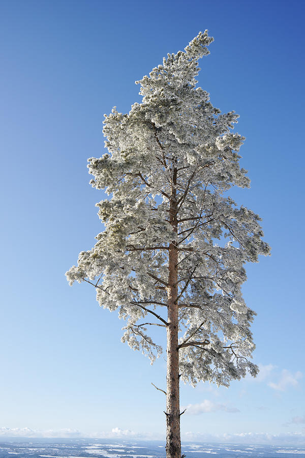 Winter Tree Germany Pastel by Francesco Emanuele Carucci