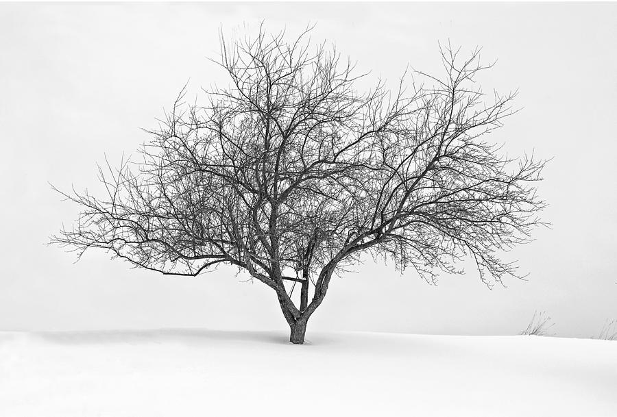 Winter Tree Photograph by Gordon Ripley