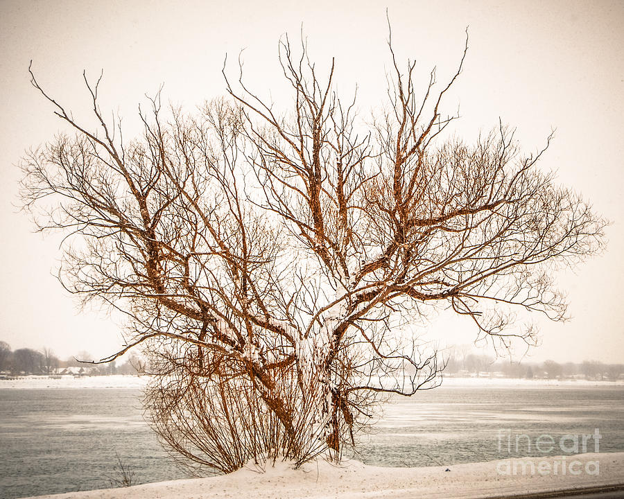 Winter Tree Photograph by Grace Grogan