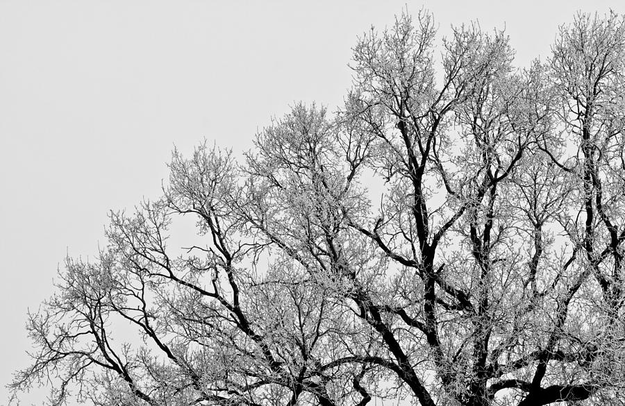 Nature Photograph - Winter Tree by Henk Goossens