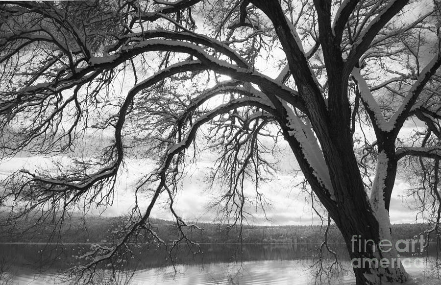 Winter Tree Photograph by Idaho Scenic Images Linda Lantzy
