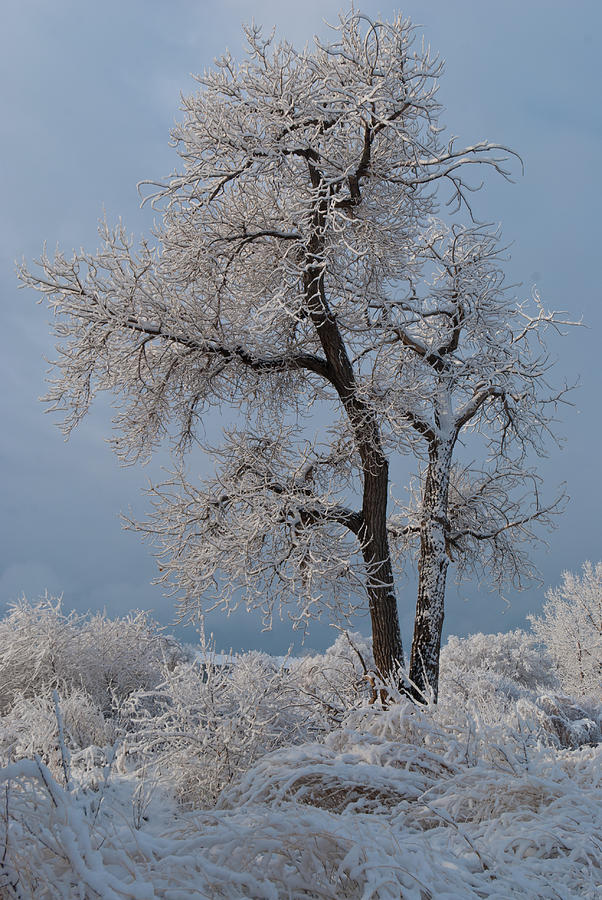 Winter Tree in a Blue and White World Photograph by Cascade Colors