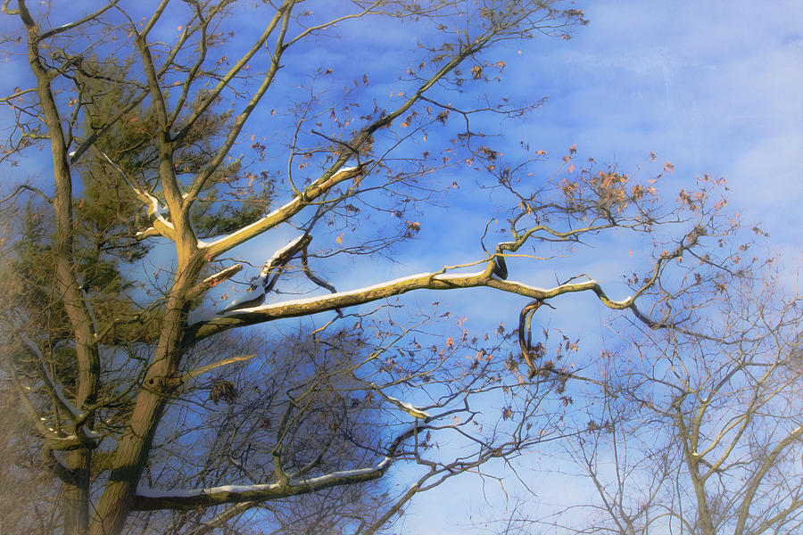 Winter Tree in Blue Sky Photograph by Hal Halli