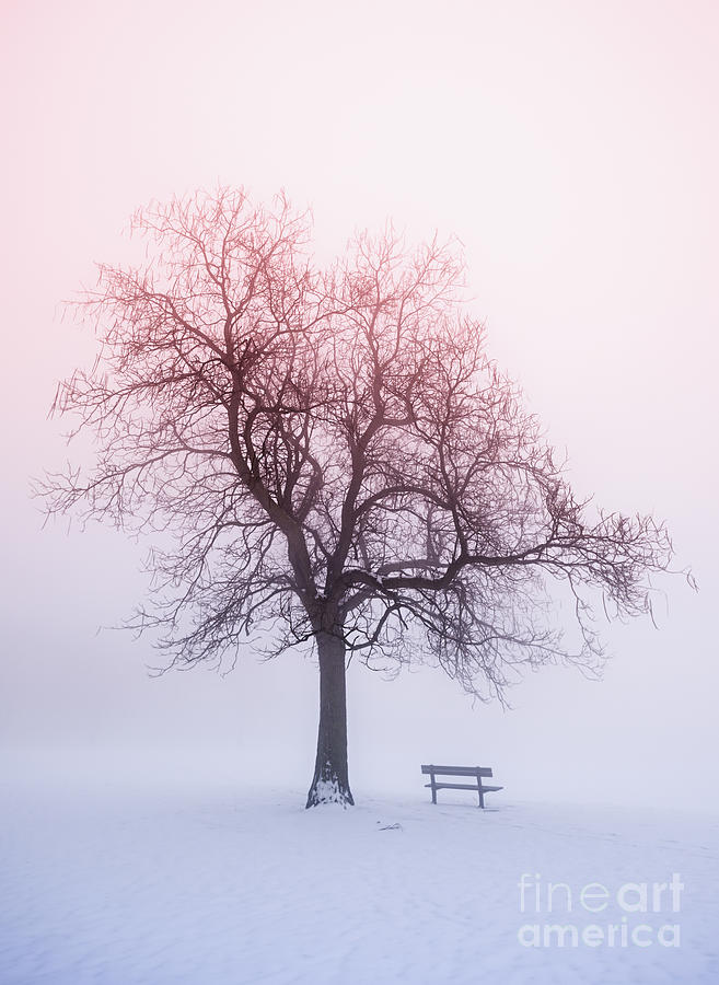 Winter Tree In Fog At Sunrise Photograph