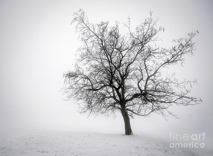 Winter Photograph - Winter tree in fog 2 by Elena Elisseeva