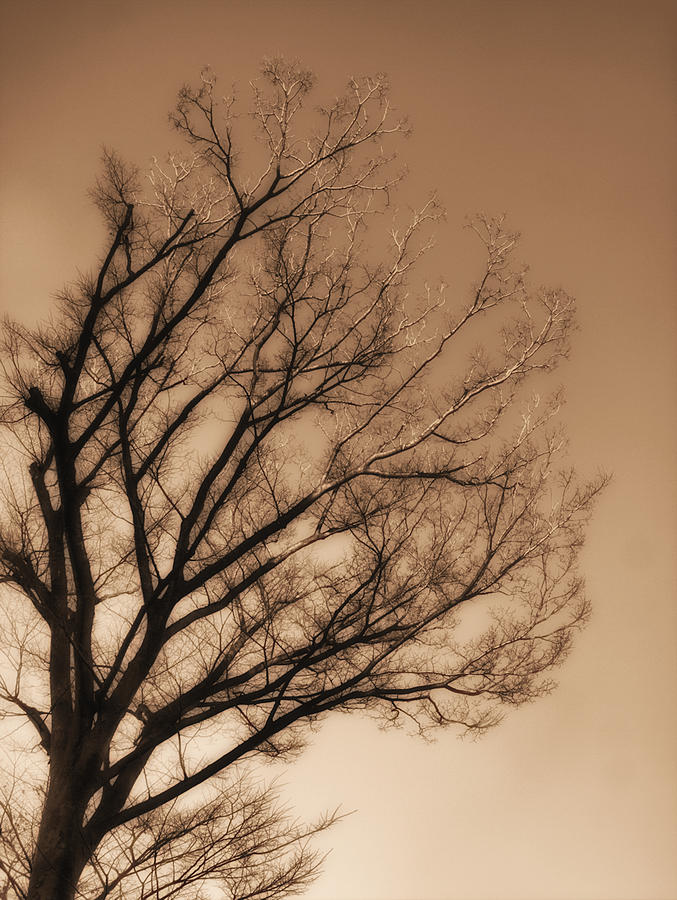Winter Tree in Sepia Photograph by Yuka Kato