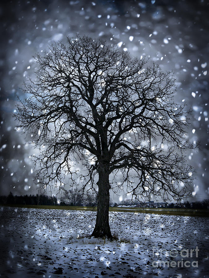 Winter tree in snowfall Photograph by Elena Elisseeva