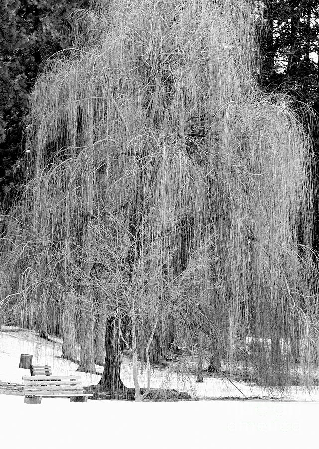 Winter Tree in Spokane - Black and White Photograph by Carol Groenen