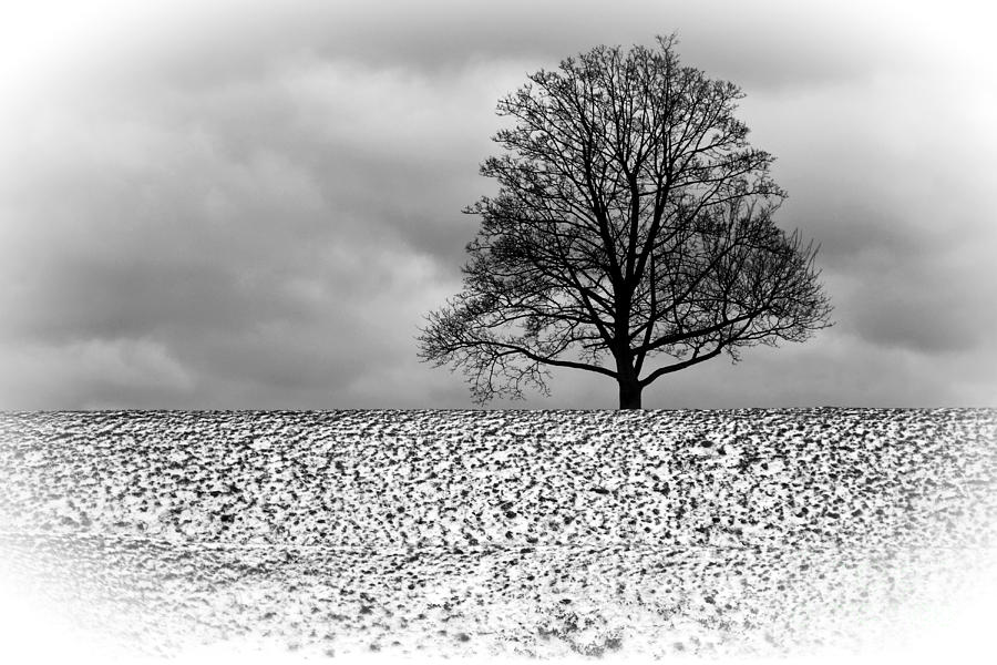 Winter Tree Photograph by Inge Riis McDonald