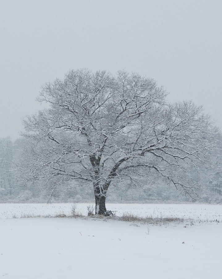Winter Photograph - Winter Tree Ipswich MA by Toby McGuire