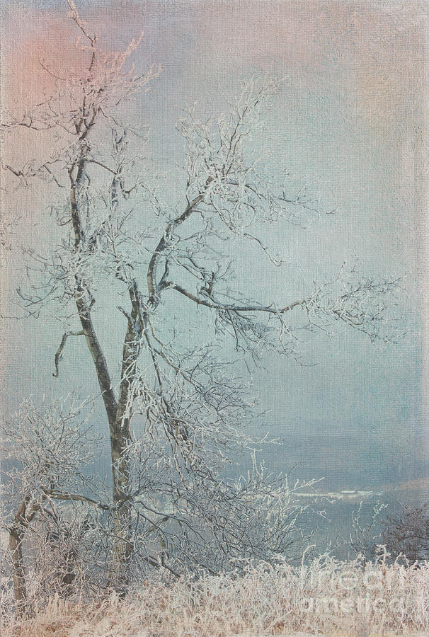 Winter Photograph - Winter Tree by Jim Hatch