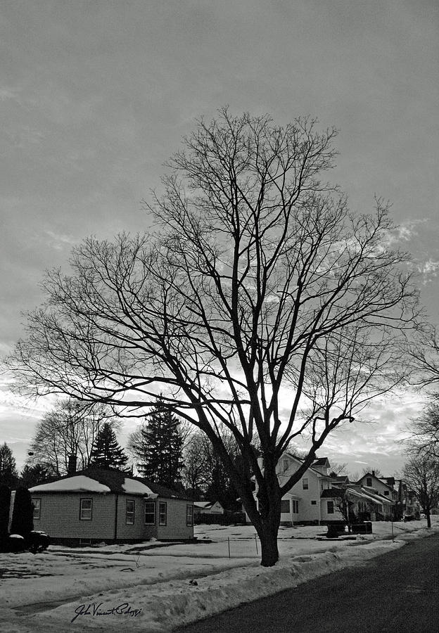 Winter Tree Photograph by John Vincent Palozzi