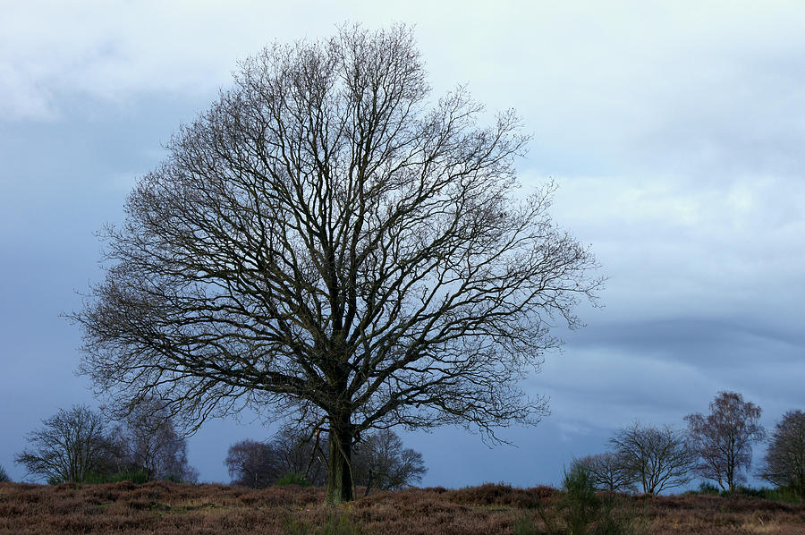 Winter Tree  Photograph by Jolly Van der Velden