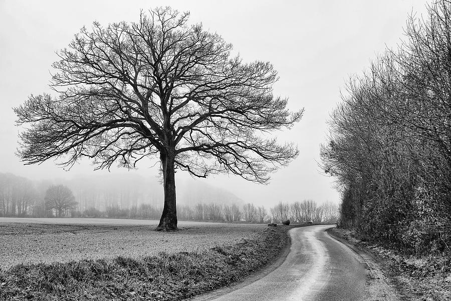 Winter Tree Photograph by Jurgen Lorenzen