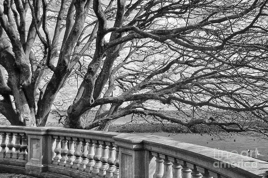 Breakers Mansion Photograph - Winter Tree by Kate McKenna