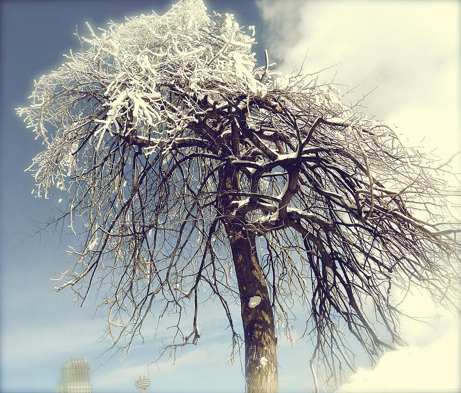 Winter Tree Photograph by Kay Jantzi