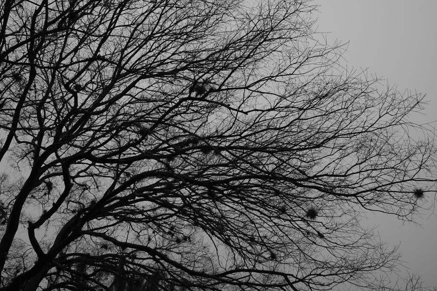 Winter Tree Photograph by Kimberly Oegerle