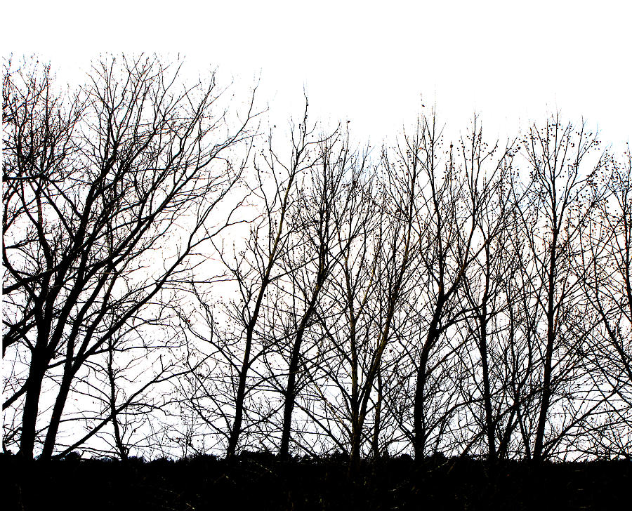 Black And White Photograph - Winter Tree Line in Black and White by Ann Powell